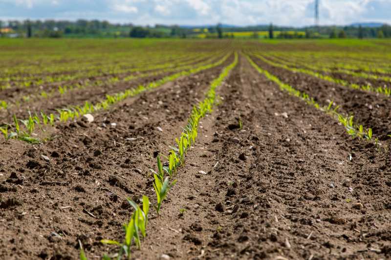 spring crop emergence