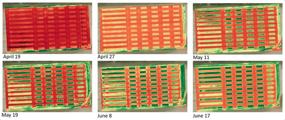 field plant health maps