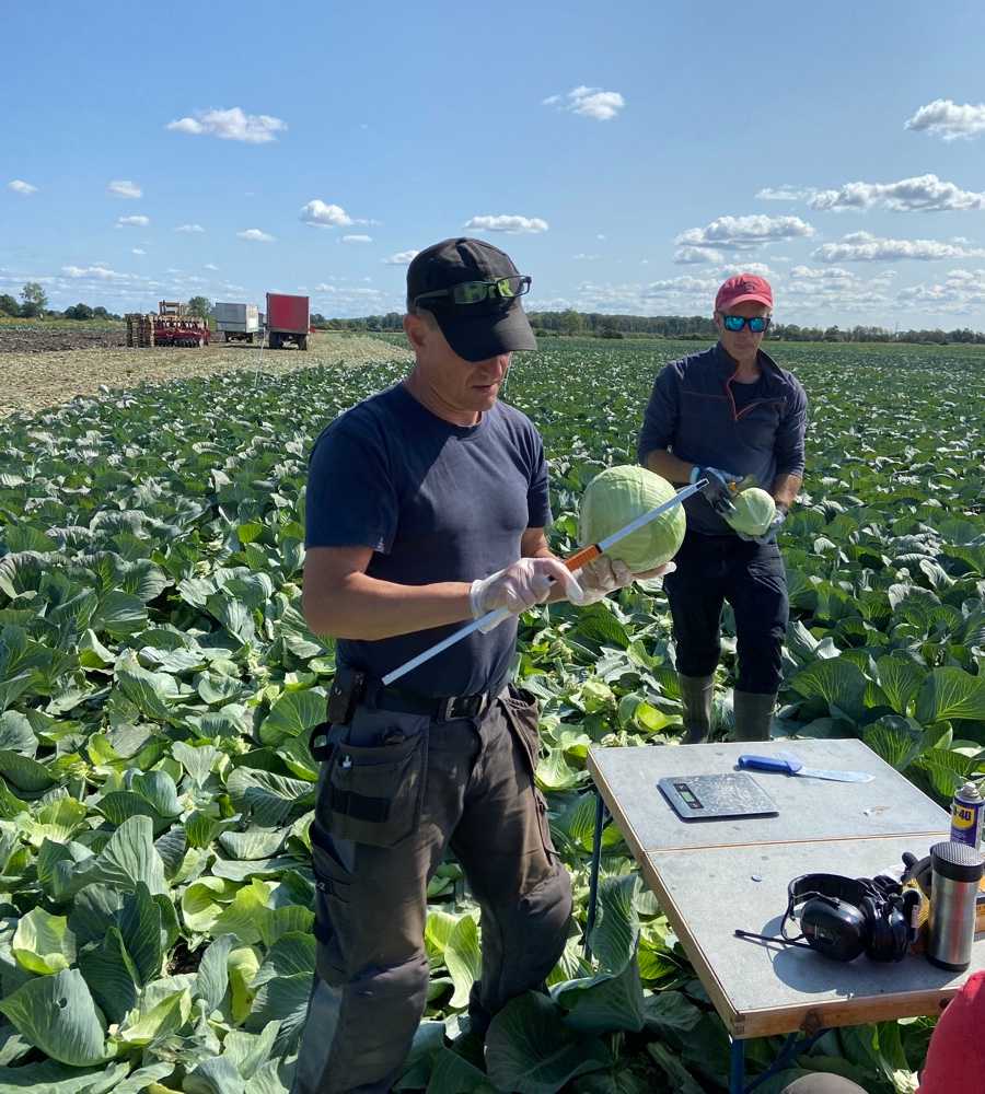 measuring cabbage heads