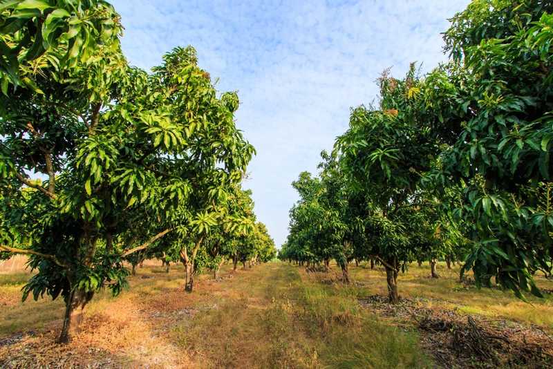 mango orchard