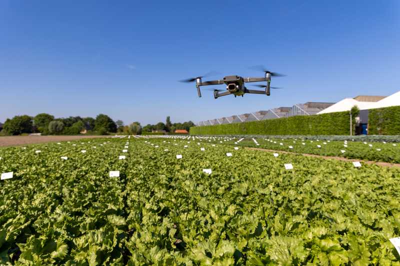 Vegetable Breeding Trials