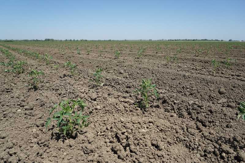 Maping Tomato Field For Plant Counts with DJI Mavic 3 Multispectral Drone