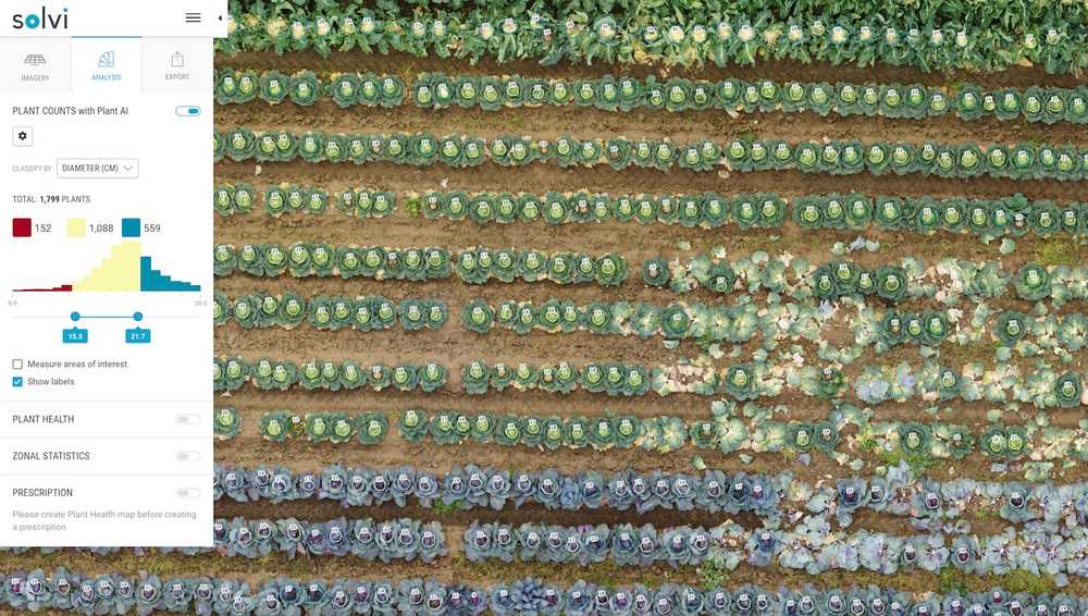 Cabbage Breeding Trials